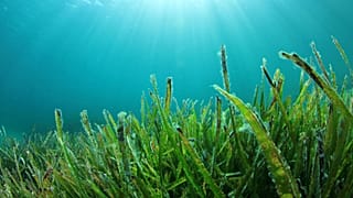 Seaweed could provide the answer to future food shortages