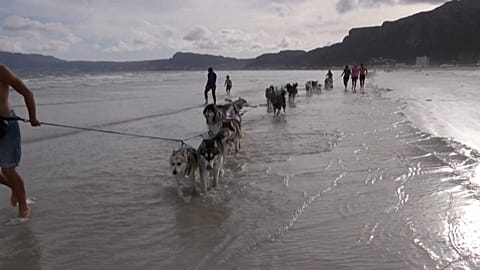 Südafrika: Huskys im Sand