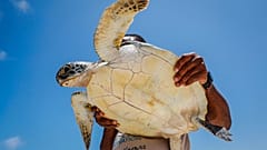 Fikiri Kiponda egy zöldteknőst fog, amely halászhálóba akadt, mielőtt visszaeresztené a tengerbe Kenya partjainál