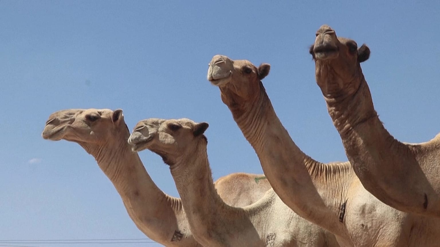 تربية الجمال في الصومال