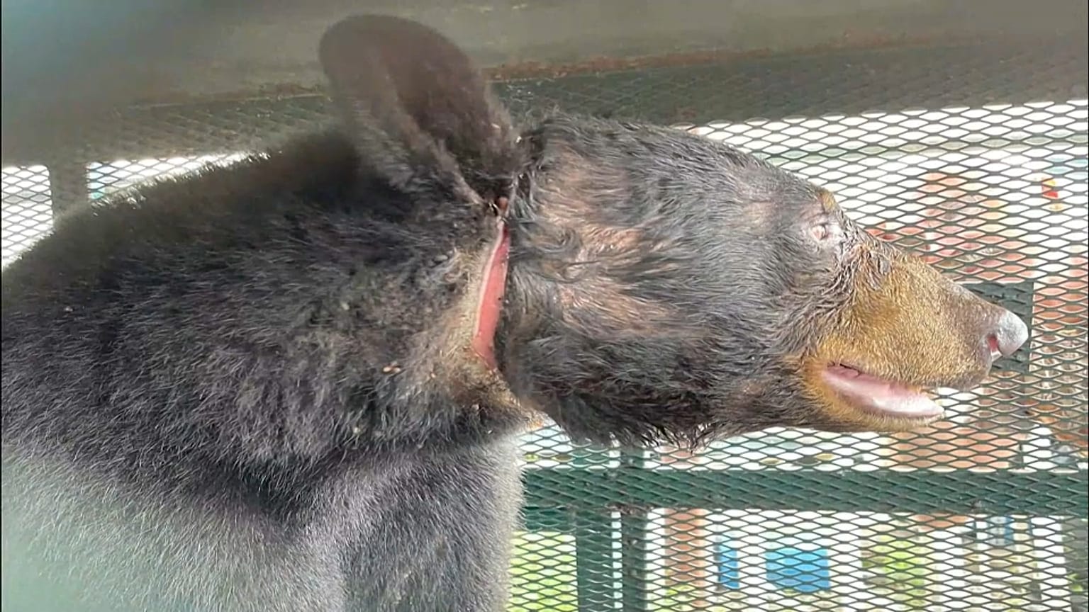 Vom Plastikkanister befreiter Bär mit Wundmal am Hals 