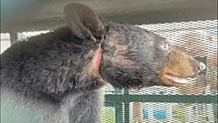 Vom Plastikkanister befreiter Bär mit Wundmal am Hals 