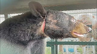 Vom Plastikkanister befreiter Bär mit Wundmal am Hals