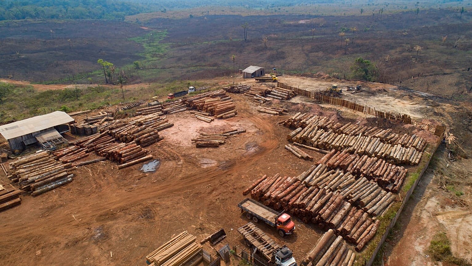 Plötzliche Kehrtwende: Brasilien will Abholzung des Amazonas-Regenwaldes stoppen