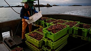 Un pêcheur français près des îles Chausey, au large de Granville, Normandie, le 9 novembre 2021