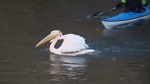 Pelikane in wärmere Gehege umgesiedelt