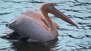 Пеликан в зоопарке Либерец, кадр из видео