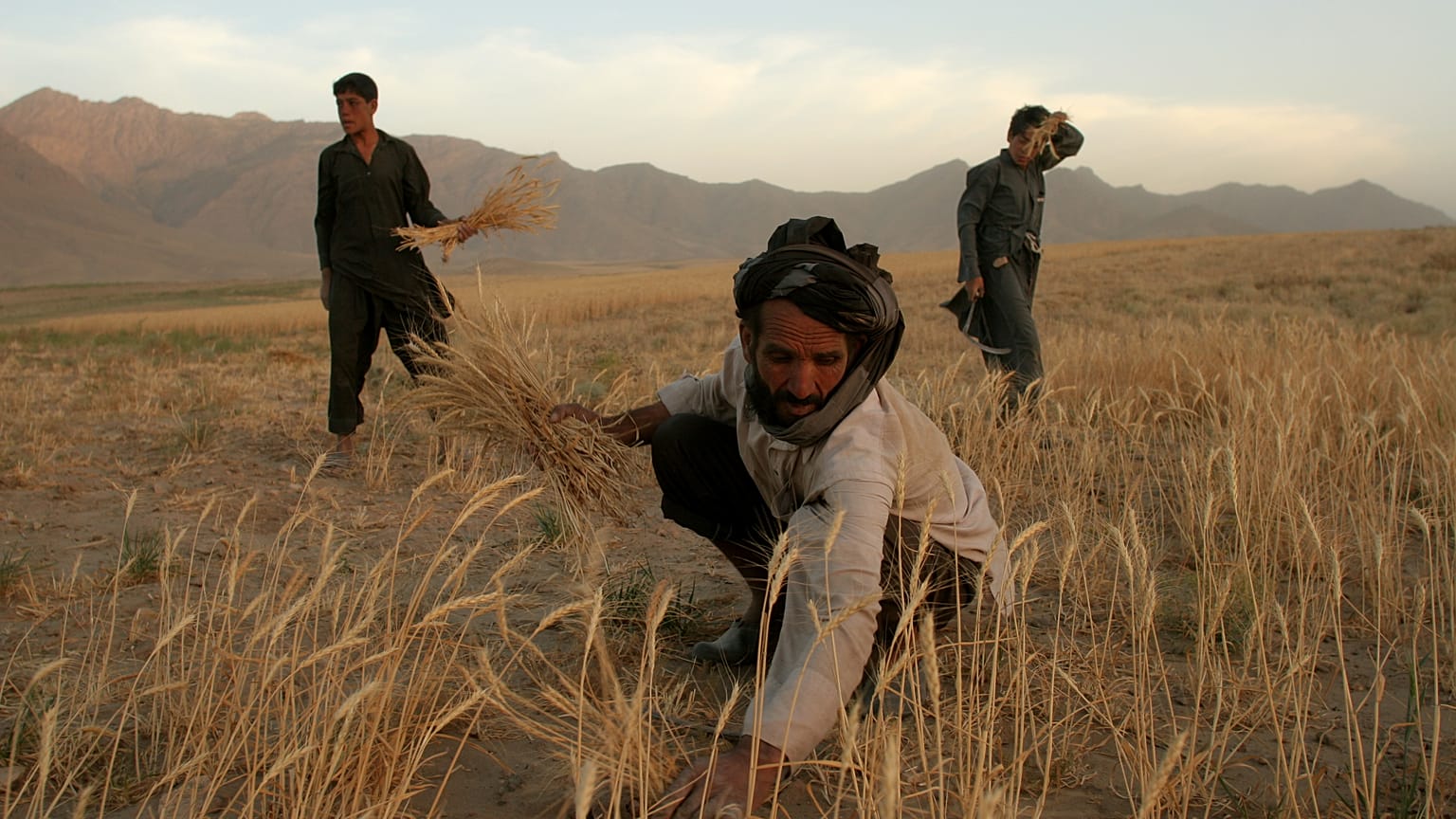 Contadini afghani 