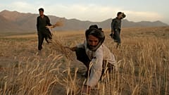 Contadini afghani 
