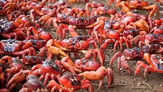 Australian crab