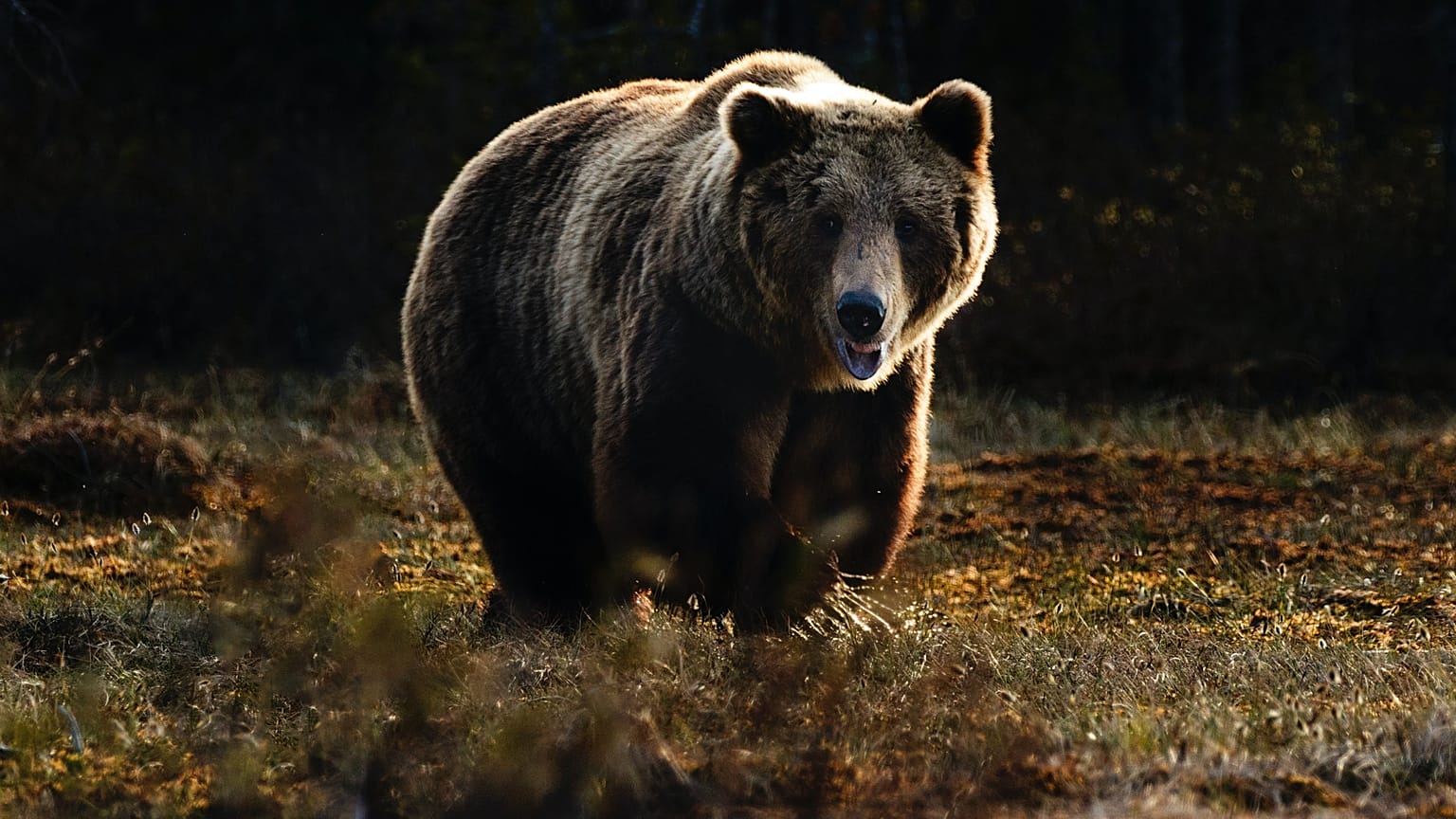 Braunbär (Symbolbild)