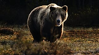 Braunbär (Symbolbild)