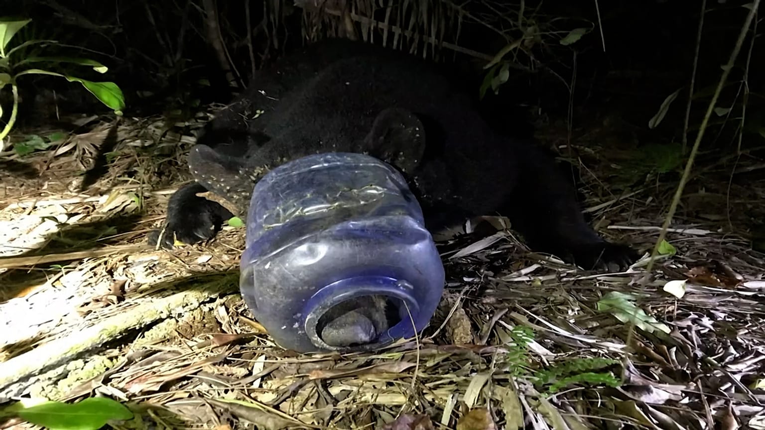 El osezno atrapado en una botella de plástico. 