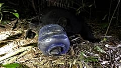 El osezno atrapado en una botella de plástico. 