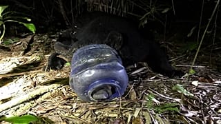 El osezno atrapado en una botella de plástico.