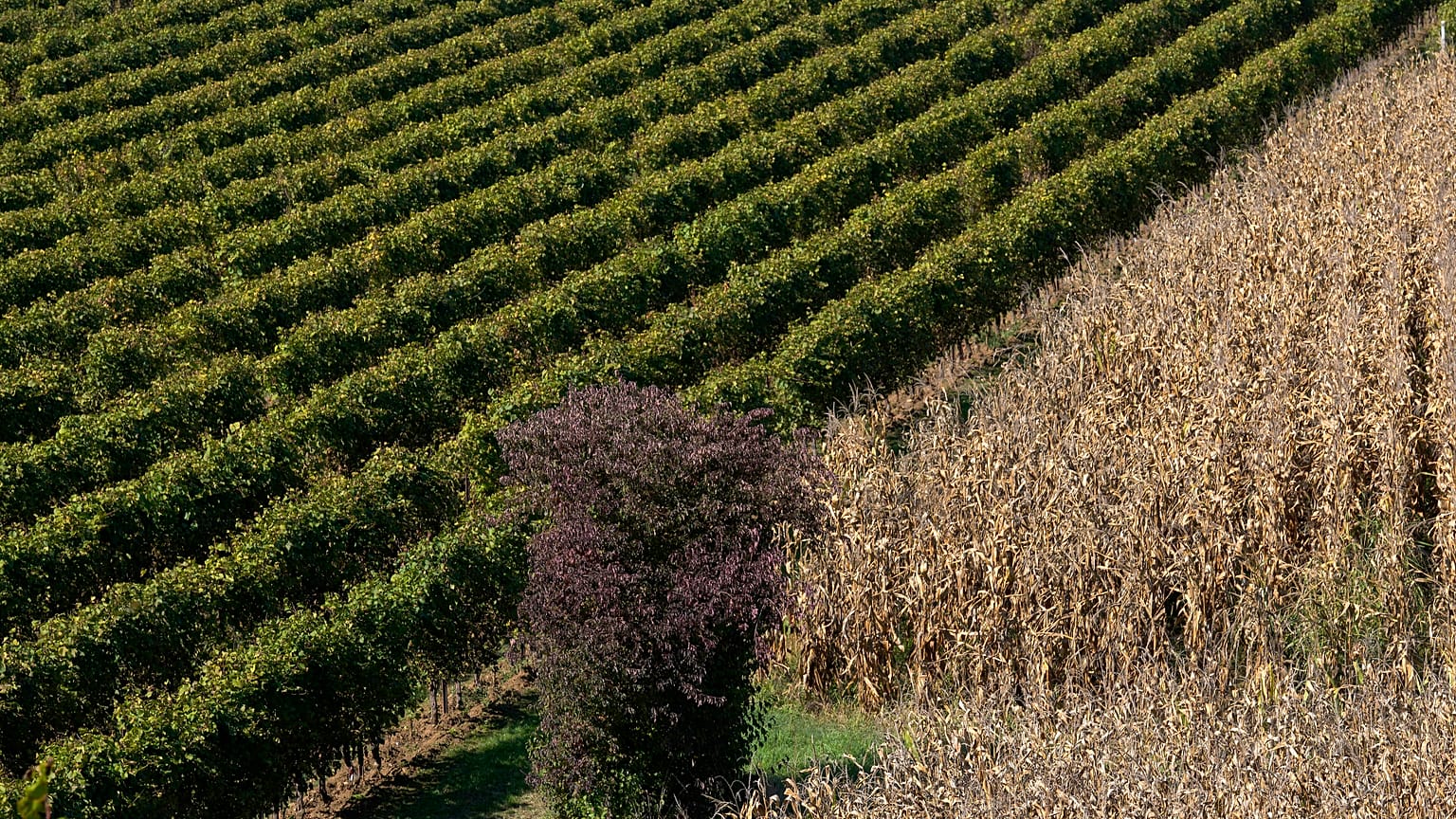 La guerre du Prošek contre le Prosecco, deux vins pourtant différents
