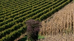 Prosecco gegen Prosek