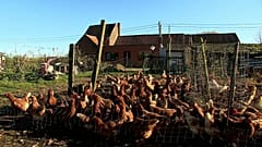 Enttäuschung bei Jungbauern über EU-Agrarreform