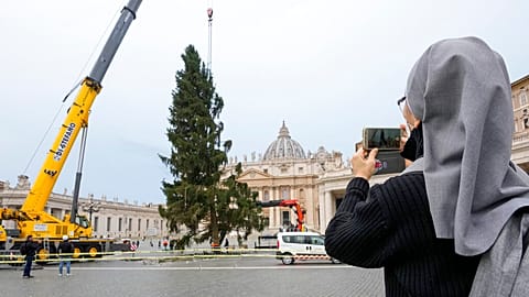 28 Meter hoher Christbaum für den Vatikan