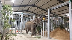 52-year-old Gandhi is the first resident of the sanctuary in France.