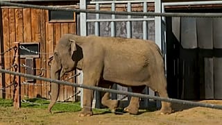 Un refugio para animales de zoo único en Europa acoge a una elefanta de 52 años