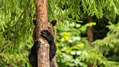 A young bear descending from a tree looks like he/she is playing hide and seek.