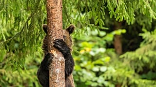 A young bear descending from a tree looks like he/she is playing hide and seek.