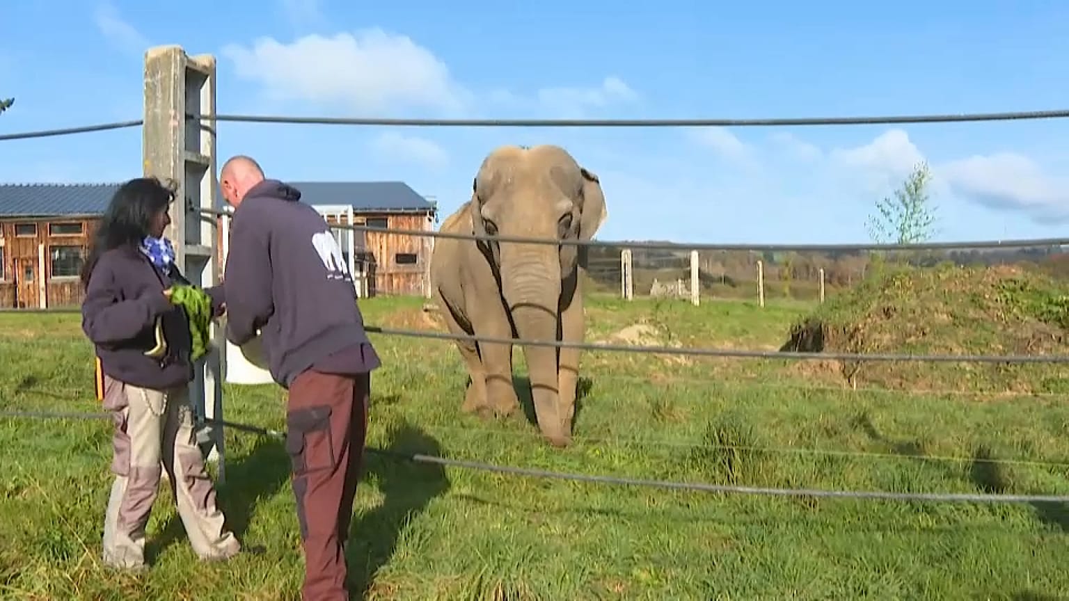 Gandhi, o primeiro "pensionista" do santuário Elephant Haven