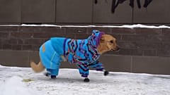 Ausgesetzter Hund kann dank Prothesen wieder gehen