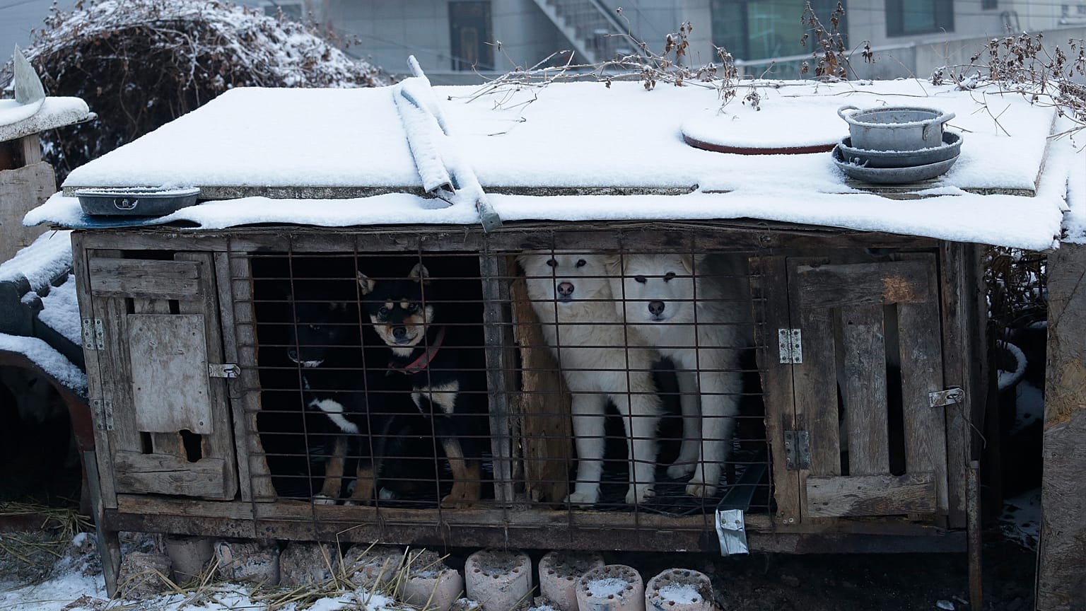 Güney Kore'de köpek eti çiftliğinde bir kafeste görülen köpekler (arşiv) 