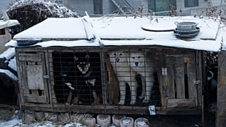 Güney Kore'de köpek eti çiftliğinde bir kafeste görülen köpekler (arşiv)