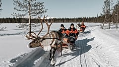Tourists on reindeer sleigh ride in Finnish Lapland 
