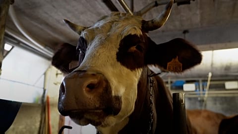 Neige produces are used to make Reblochon, Tomme and Raclette, on the Missilier family farm