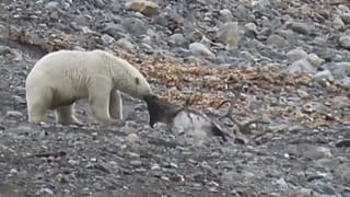 Polar Bear kills and eats reindeer