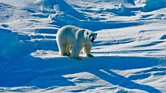 Белый медведь (иллюстративное фото)