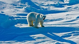 Белый медведь (иллюстративное фото)