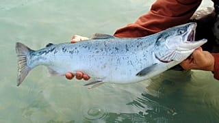 Although researchers used salmon sperm to create the plastic, it can be made from any DNA. 