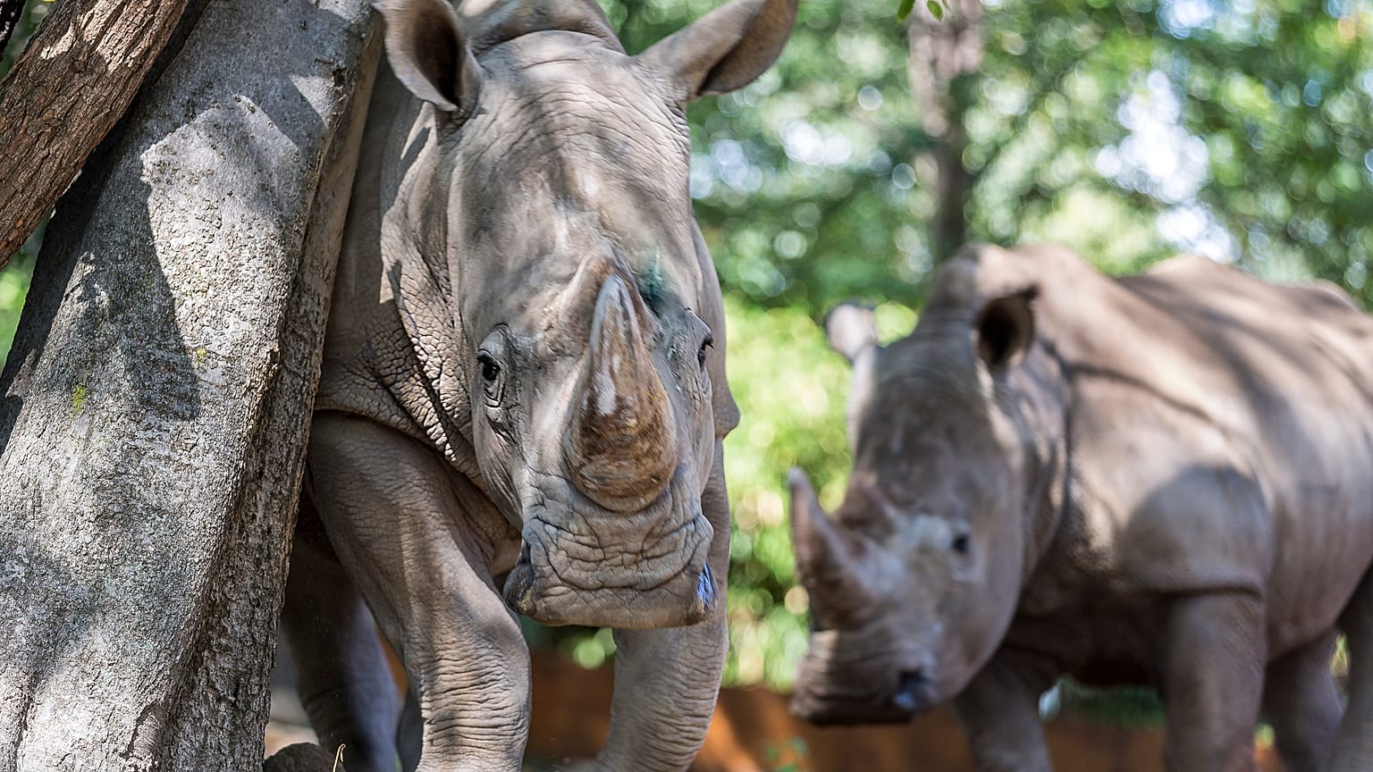 Rinocerontes brancos chegam ao Ruanda