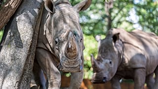 Rinocerontes brancos chegam ao Ruanda