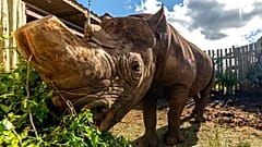 Munu the blind rhino