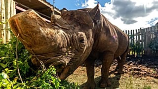Munu the blind rhino