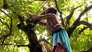 Conservationists help climate-threatened plants in the Western Ghats mountain range