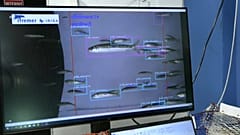 L'IFREMER met en place des capteurs permettant de reconnaître les poissons pris dans un filet pour libérer les captures inutiles, le 5 octobre 2021