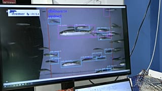 L'IFREMER met en place des capteurs permettant de reconnaître les poissons pris dans un filet pour libérer les captures inutiles, le 5 octobre 2021