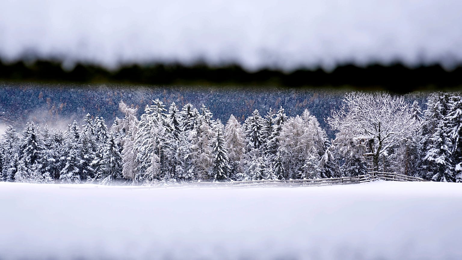 Fresh fallen snow covers trees in northern Italian province of South Tyrol, Italy, Sunday, Nov. 28, 2021. 
