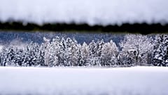 Fresh fallen snow covers trees in northern Italian province of South Tyrol, Italy, Sunday, Nov. 28, 2021. 