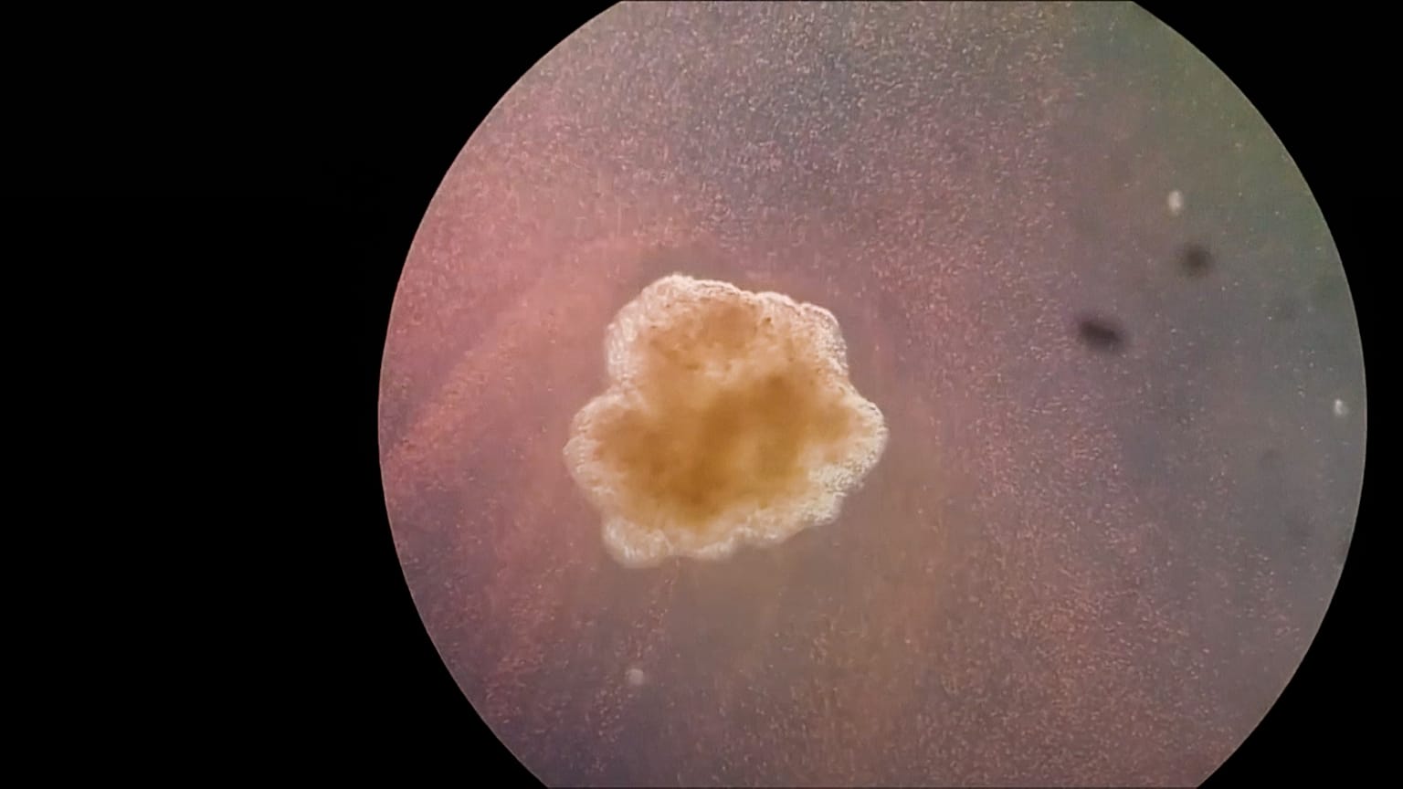 US researchers have found that living robots, produced from the stem cells of African frog embryos, are capable of reproducing themselves.