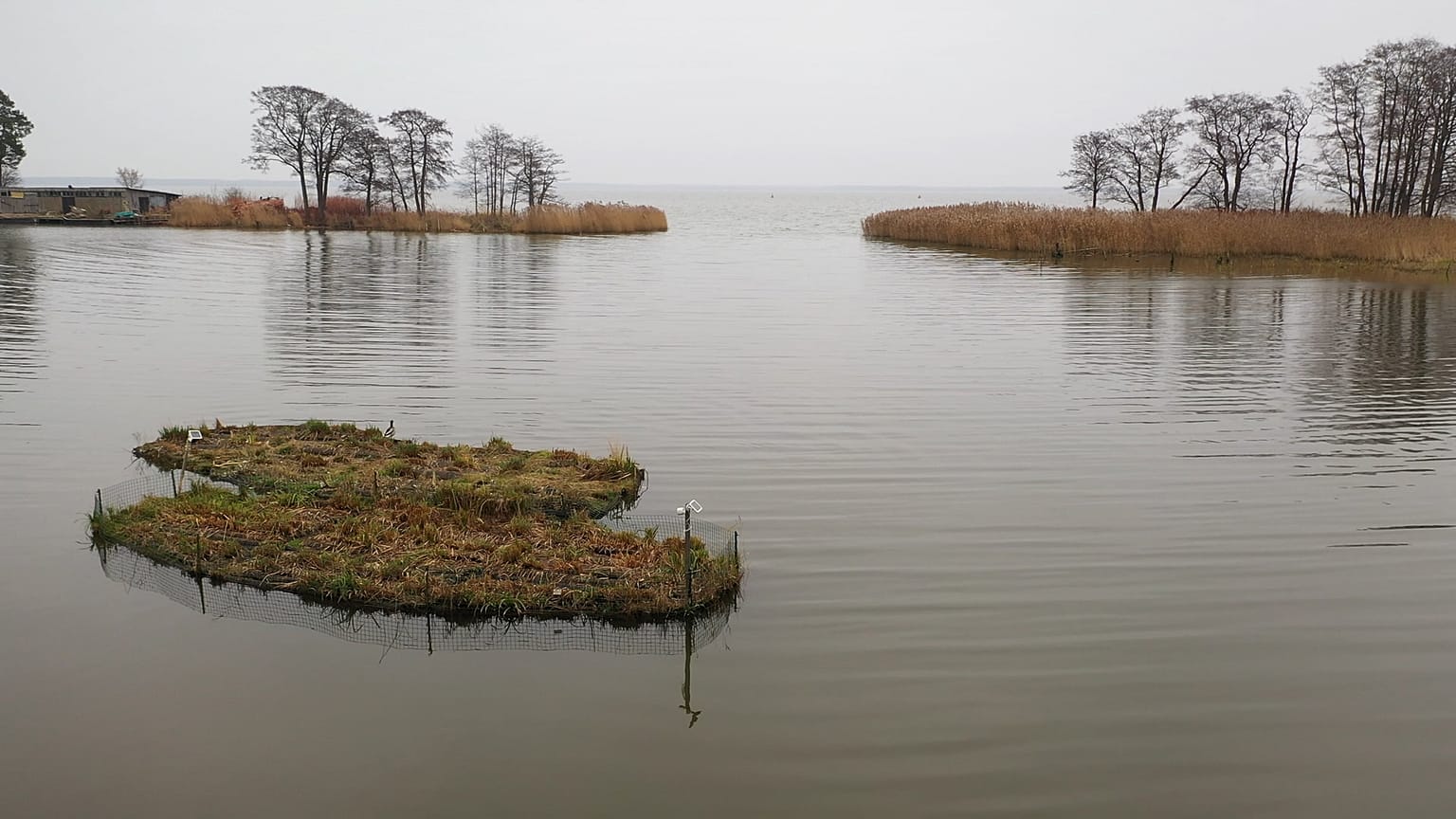 Pflanzenkläranlagen reinigen durch Nährstoffe belastetes Wasser