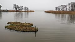 Pflanzenkläranlagen reinigen durch Nährstoffe belastetes Wasser