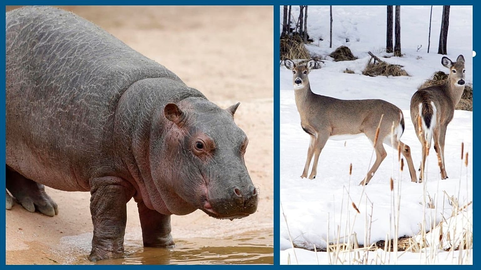 Hippopotame dans un parc en Italie (archives) / Cerfs dans le New Hampshire (USA), près de la frontière avec le Canada (archives)